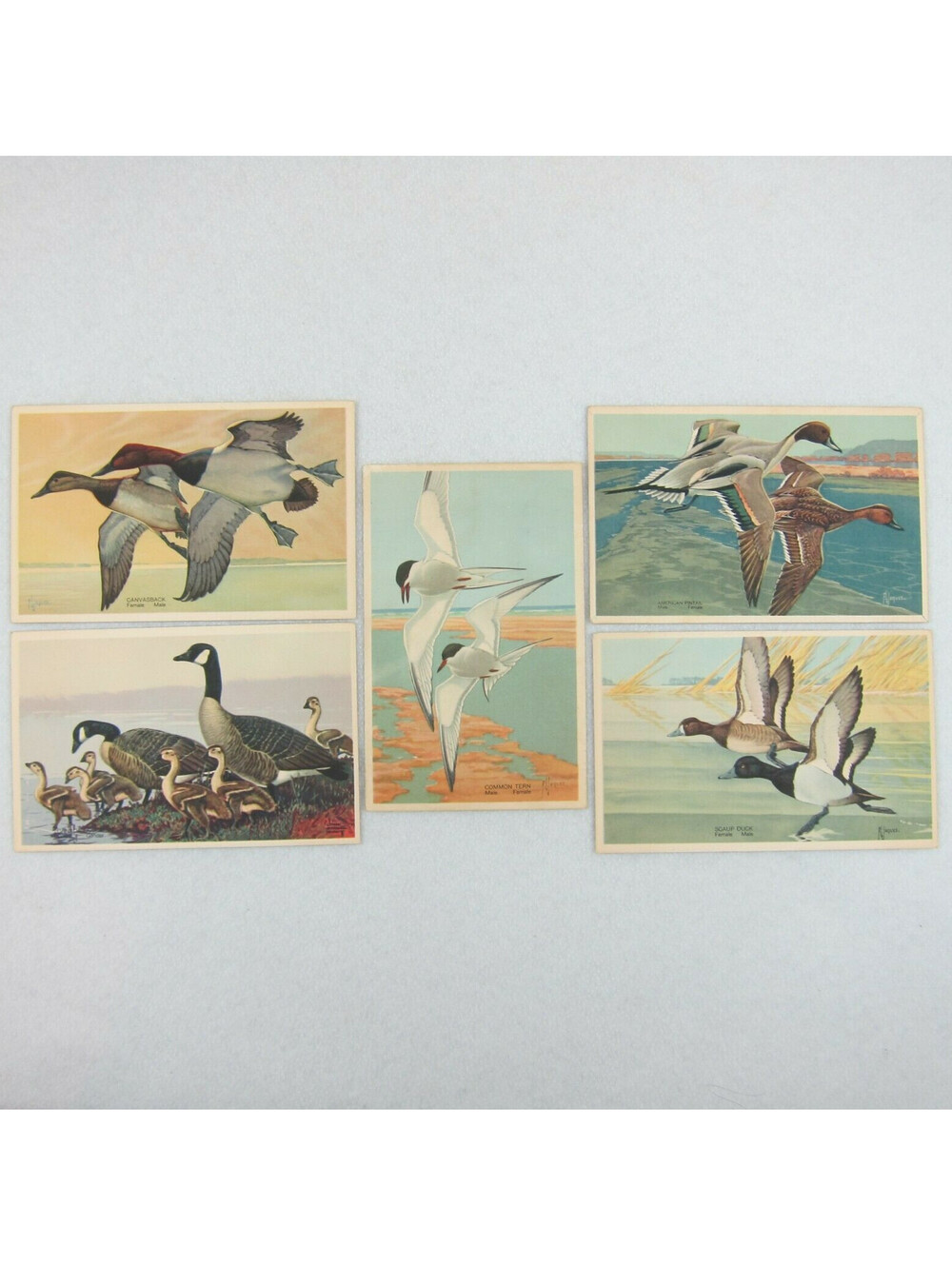 Vintage 1939 National Wildlife Bird Postcards Lot 5 Canvasback Goose Duck Tern